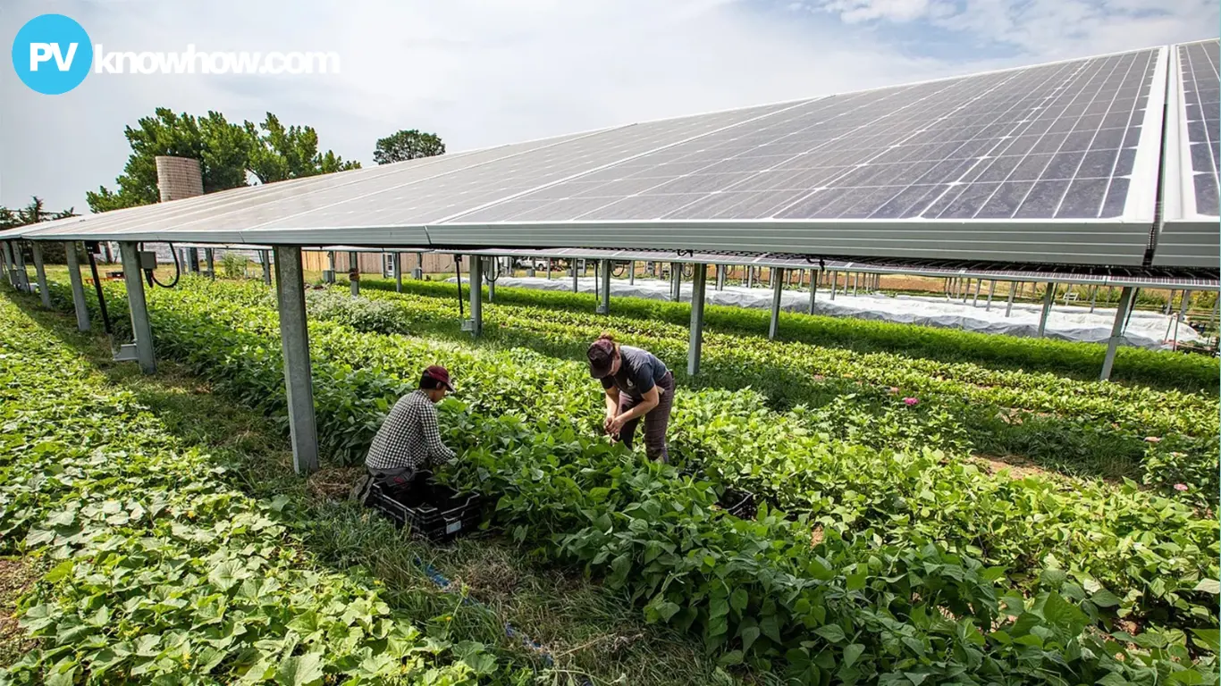 Close-Up-of-Solar-Panels-with-Agricultural-Activities Close-Up of Solar Panels with Agricultural Activities