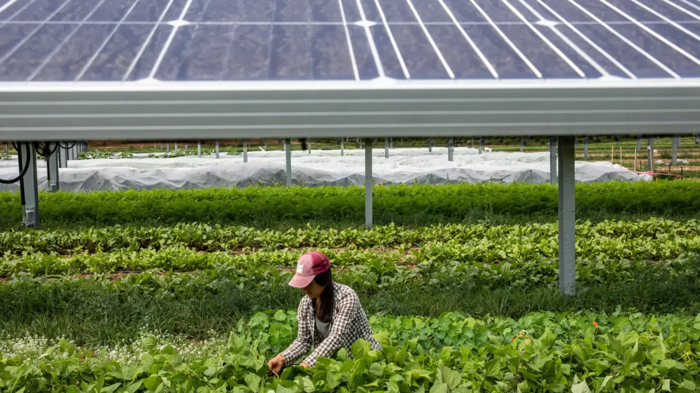 Solar-Agriculture Solar Agriculture