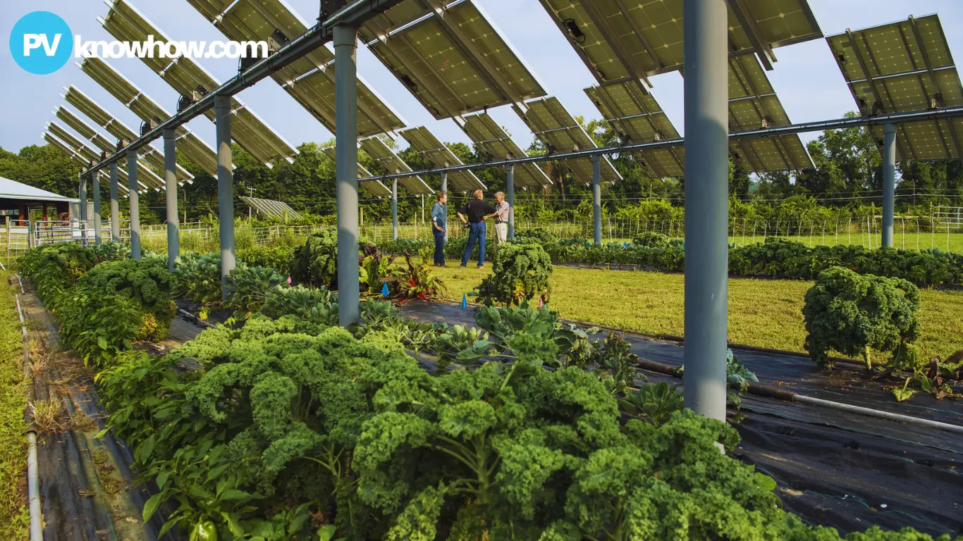 Solar-farm-integrated-with-agriculture Solar farm integrated with agriculture